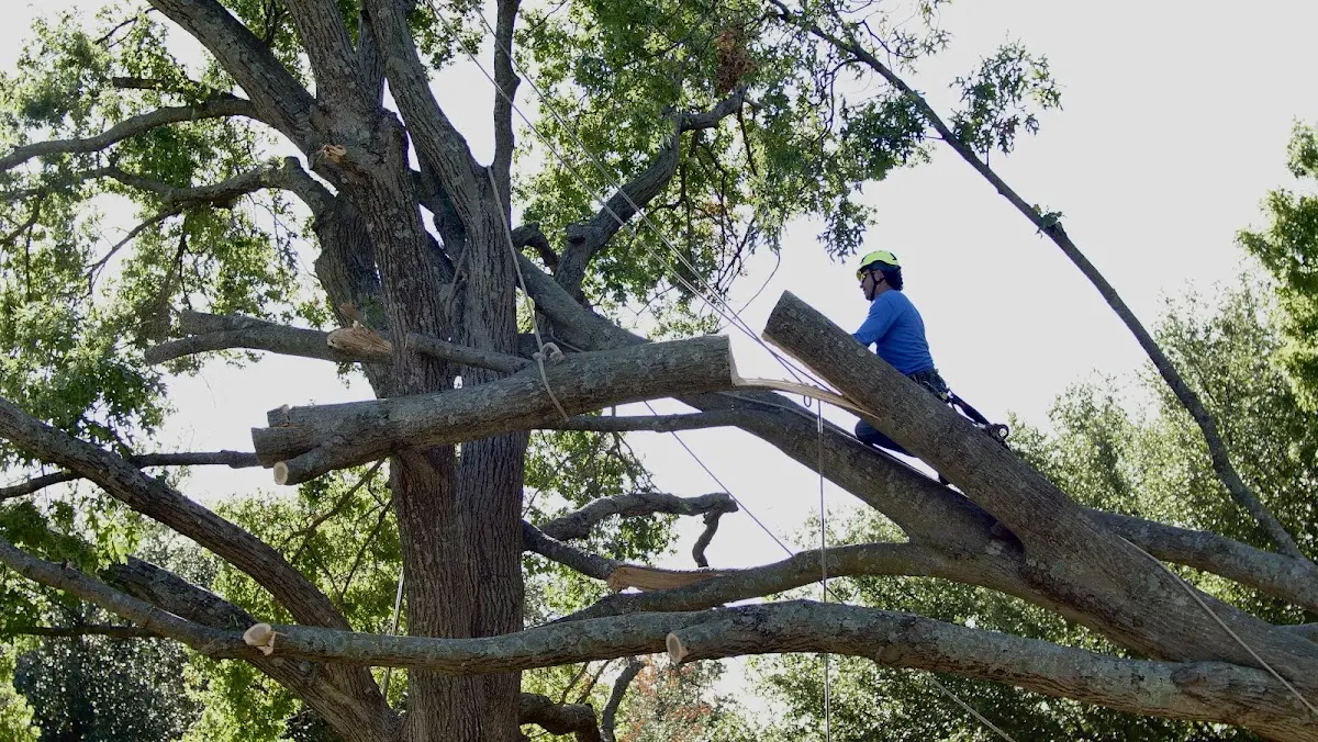 Professional Crown Thinning performed by certified arborists in Delancey