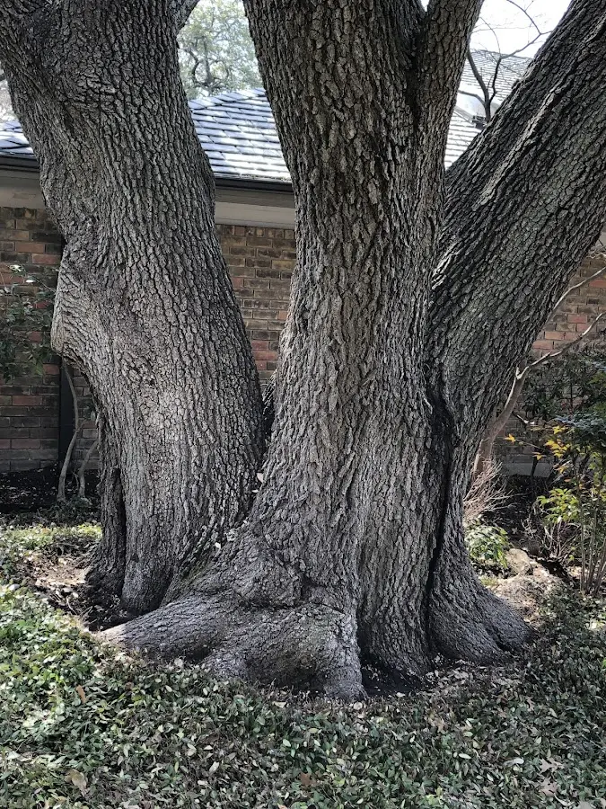 Mature heritage tree close to a Delancey property cared for by certified arborists